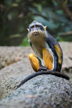 Wolf's Mona Monkey