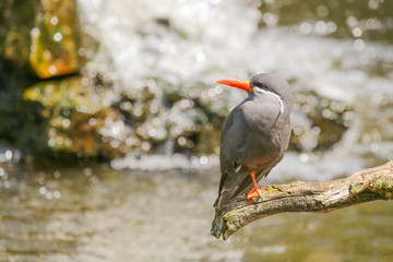 Oiseau