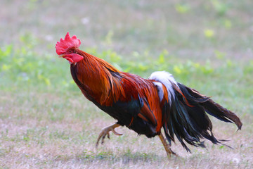 Coq