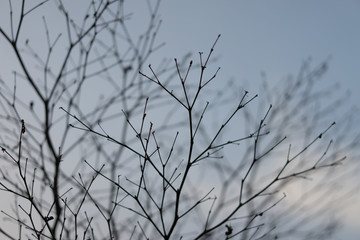 Fototapeta na wymiar branches of leaves in the sad evening in the sky.
