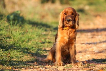 Cocker anglais