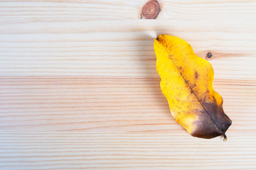 top view Autumn leaf, leaves yellow on wooden table ,wooden board for background. and copy space ,space for text or images ,Flat lay .