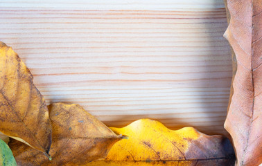 Naklejka premium top view Autumn leaf, leaves yellow on wooden table ,wooden board for background. and copy space ,space for text or images ,Flat lay .