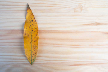 top view Autumn leaf, leaves yellow on wooden table ,wooden board for background. and copy space ,space for text or images ,Flat lay .