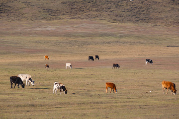 Fototapeta na wymiar The cattle on the yellow grass are in autumn.