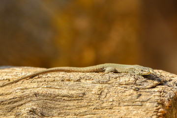 Lézard