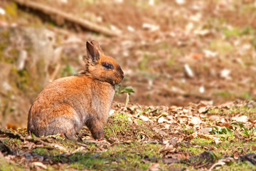 Lapin