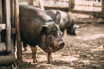 Household A Large Black Pig Itches About Fence In Farm Yard. Pig