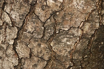 Old Tree bark texture and Background.