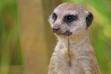 Suricate