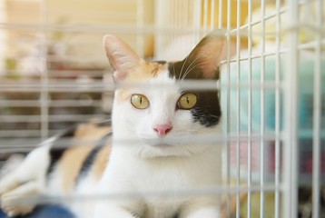 A calico cat looking through the cage with sunlight effect.