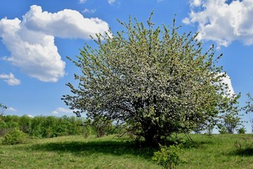 Fototapeta na wymiar tree in a field