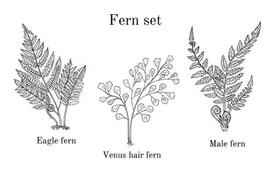 Forest fern set © foxyliam