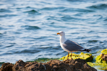 Seagull on the rocks in the ocean