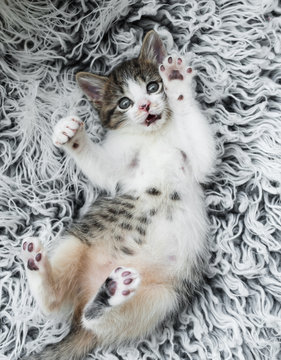Kittens