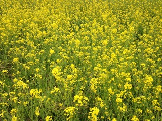 菜の花畑