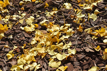 Ginkgo leaves in autumn time under the tree