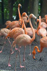 Group of colorful adult flamingos standing next to a pond