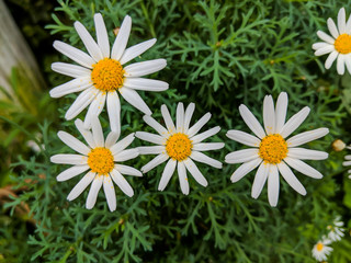 Fototapeta premium Beautiful Oxeye Daisy flowers blooming during autumn