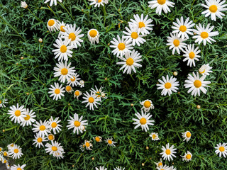 A field of Oxeye Daisy flowers blooming beautifully during autumn