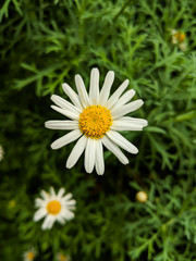 Close up shot of a beautiful Oxeye Daisy flower.