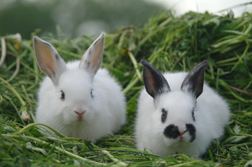 white rabbits on the grass. closeup