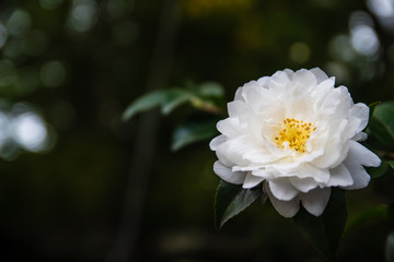 White Camellia Flower in Bloom with during Springtime