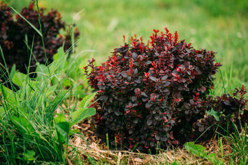 Bush Of Berberis Thunbergii, The Japanese Barberry, Thunberg's B