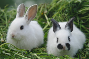 white rabbits on the grass. closeup