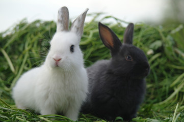 white and black rabbits on the grass. closeup