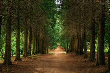Walkway Lane Path Through Green Thuja Coniferous Trees In Forest