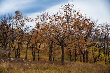 Fototapeta premium autumn, grey sky, young oaks