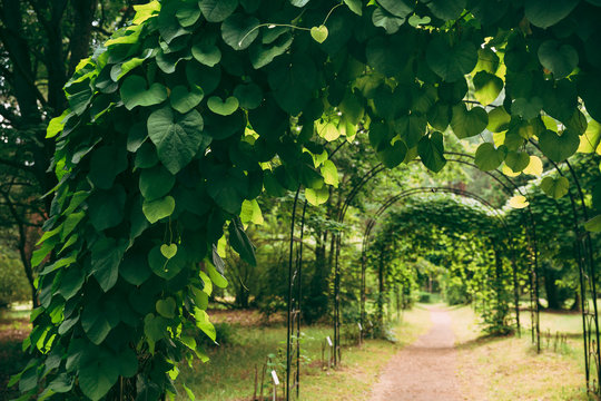 Beautiful Alley In Park Through Pergola With Green Leaves Of Ari