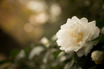 White Camellia Flower in Bloom with during Springtime