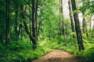 Walkway Lane Path With Through Green Trees In Forest. Beautiful 