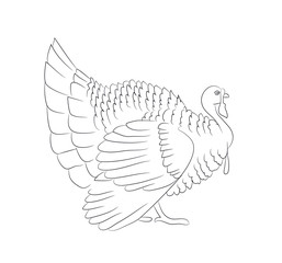 Thanksgiving turkey line drawing vector