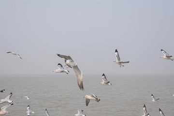 Seagull flying  over the confluence of river and the Sea.