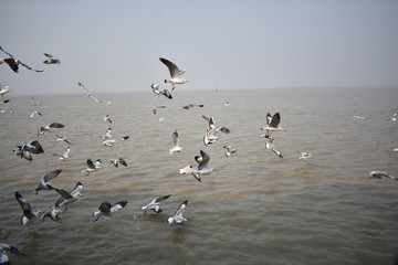 Seagull flying  over the confluence of river and the Sea.