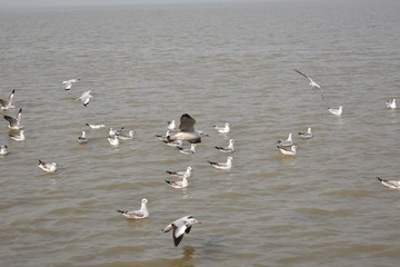 Seagull flying  over the confluence of river and the Sea.