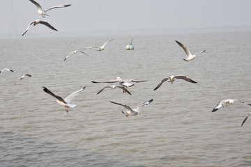 Seagull flying  over the confluence of river and the Sea.
