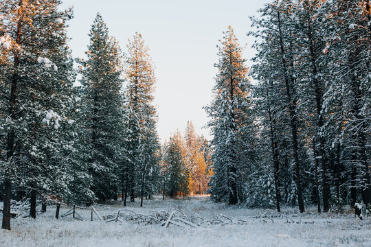 Sunset light on snow covered pine trees.