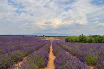 Obraz premium Lavendelfeld