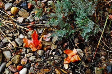 autumn leaves on the ground