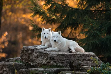 Foto auf Glas Weißer Wolf im Wald © AB Photography