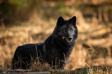 Deurstickers Black wolf in the forest © AB Photography