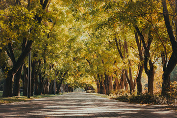 Naklejka premium Autumn park