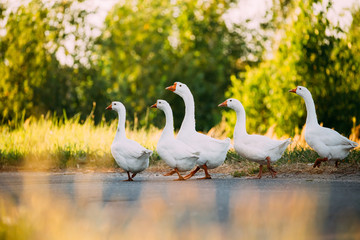 White Geese Crossing The Road In The Countryside.