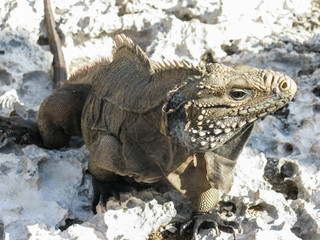Iguana on Cuba