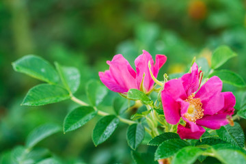 Pink Flower Of Rose. Rose Is A Woody Perennial Flowering Plant O