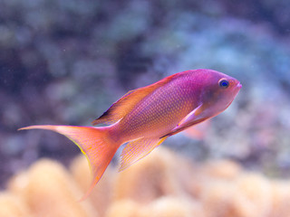 Pseudanthias squamipinnis - Sea goldie